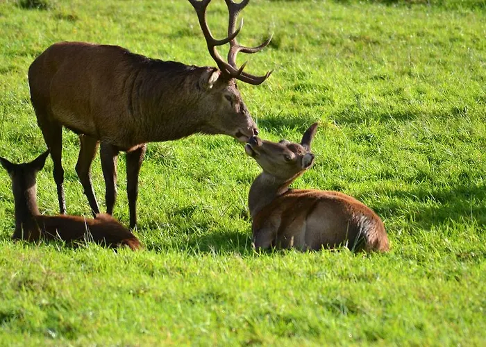 בית נופש The Stone *